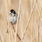 Rohrammer - Emberiza schoeniclus -