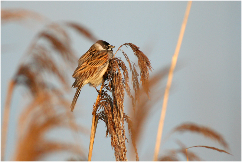 Rohrammer (Emberiza schoeniclus)