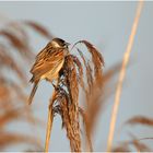 Rohrammer (Emberiza schoeniclus)