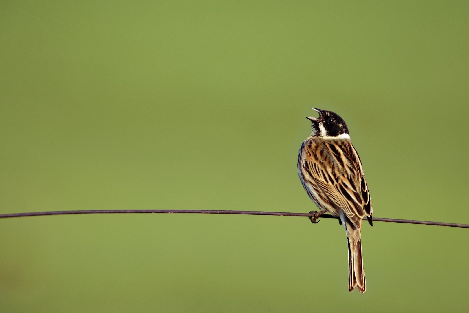 Rohrammer (Emberiza schoeniclus)