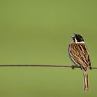 Rohrammer (Emberiza schoeniclus)