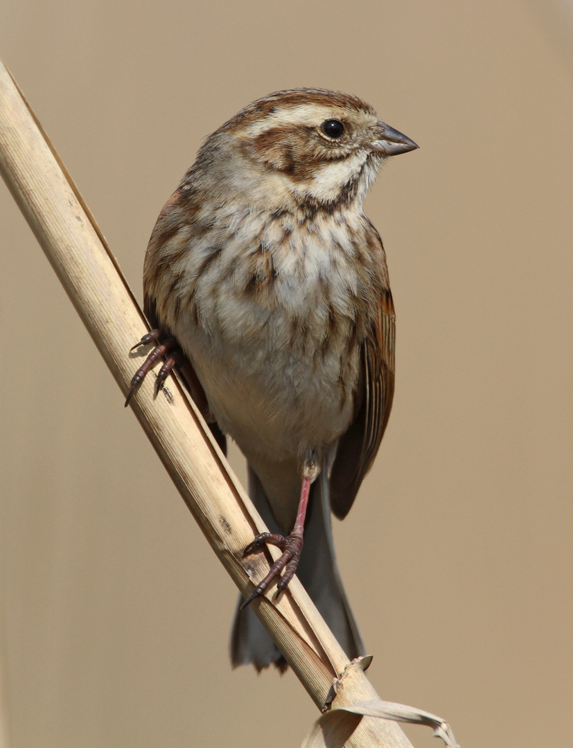 Rohrammer (Emberiza schoeniclus)