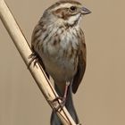 Rohrammer (Emberiza schoeniclus)