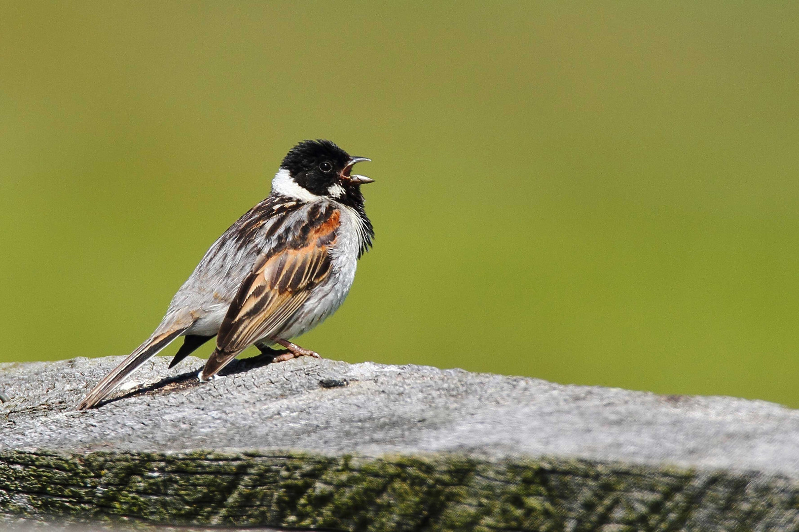 Rohrammer (Emberiza schoeniclus)