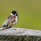 Rohrammer (Emberiza schoeniclus)