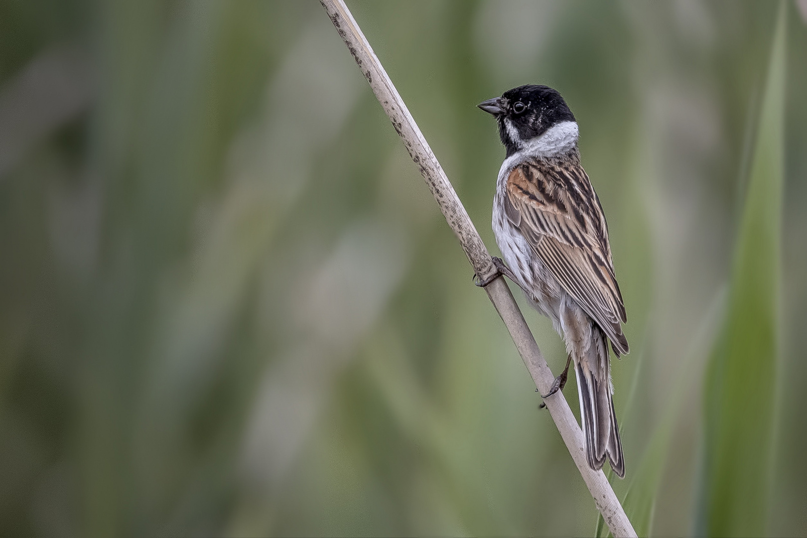   Rohrammer (Emberiza schoeniclus)