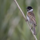   Rohrammer (Emberiza schoeniclus)