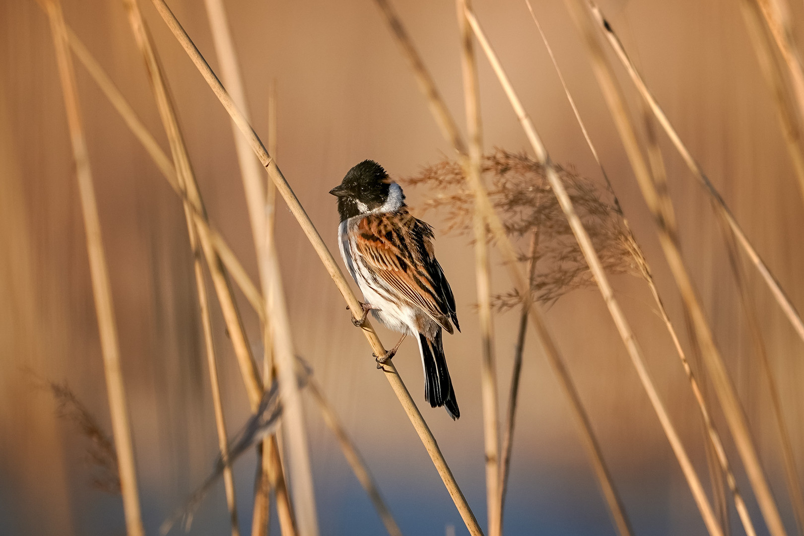 Rohrammer  (Emberiza schoeniclus)