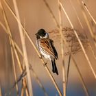 Rohrammer  (Emberiza schoeniclus)