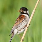 Rohrammer (Emberiza schoeniclus)