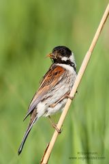 Rohrammer (Emberiza schoeniclus)