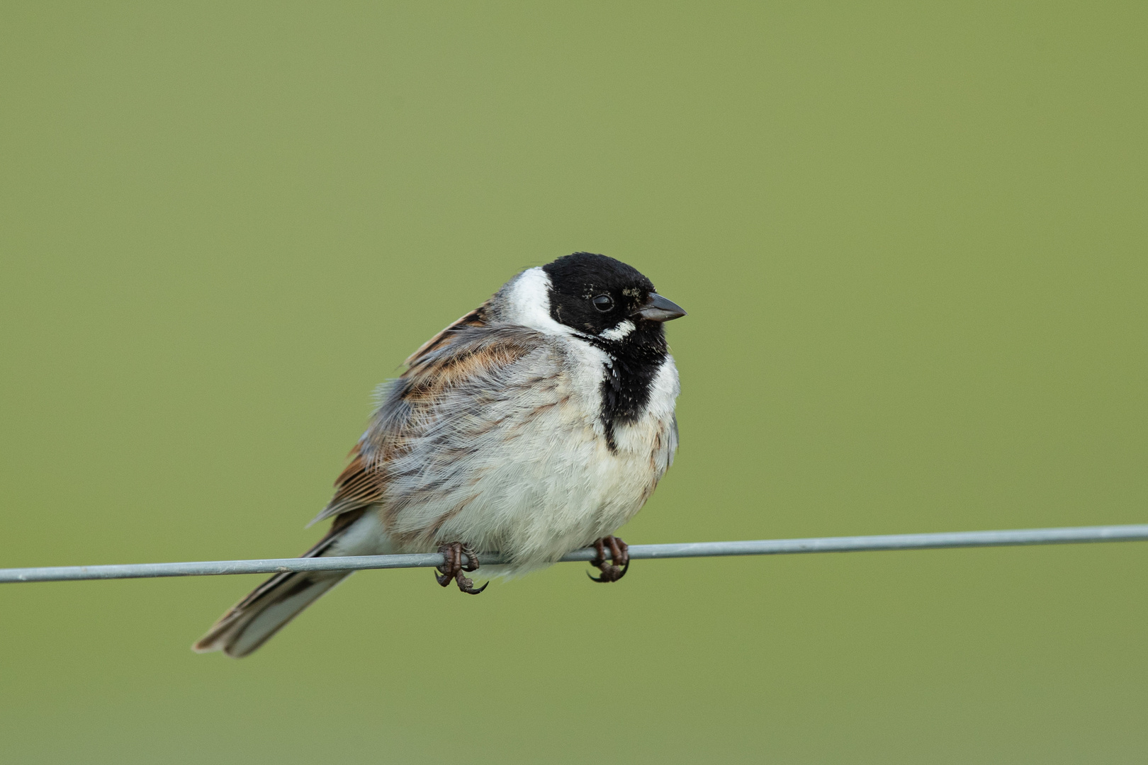 ROHRAMMER (Emberiza schoeniclus)