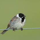 ROHRAMMER (Emberiza schoeniclus)