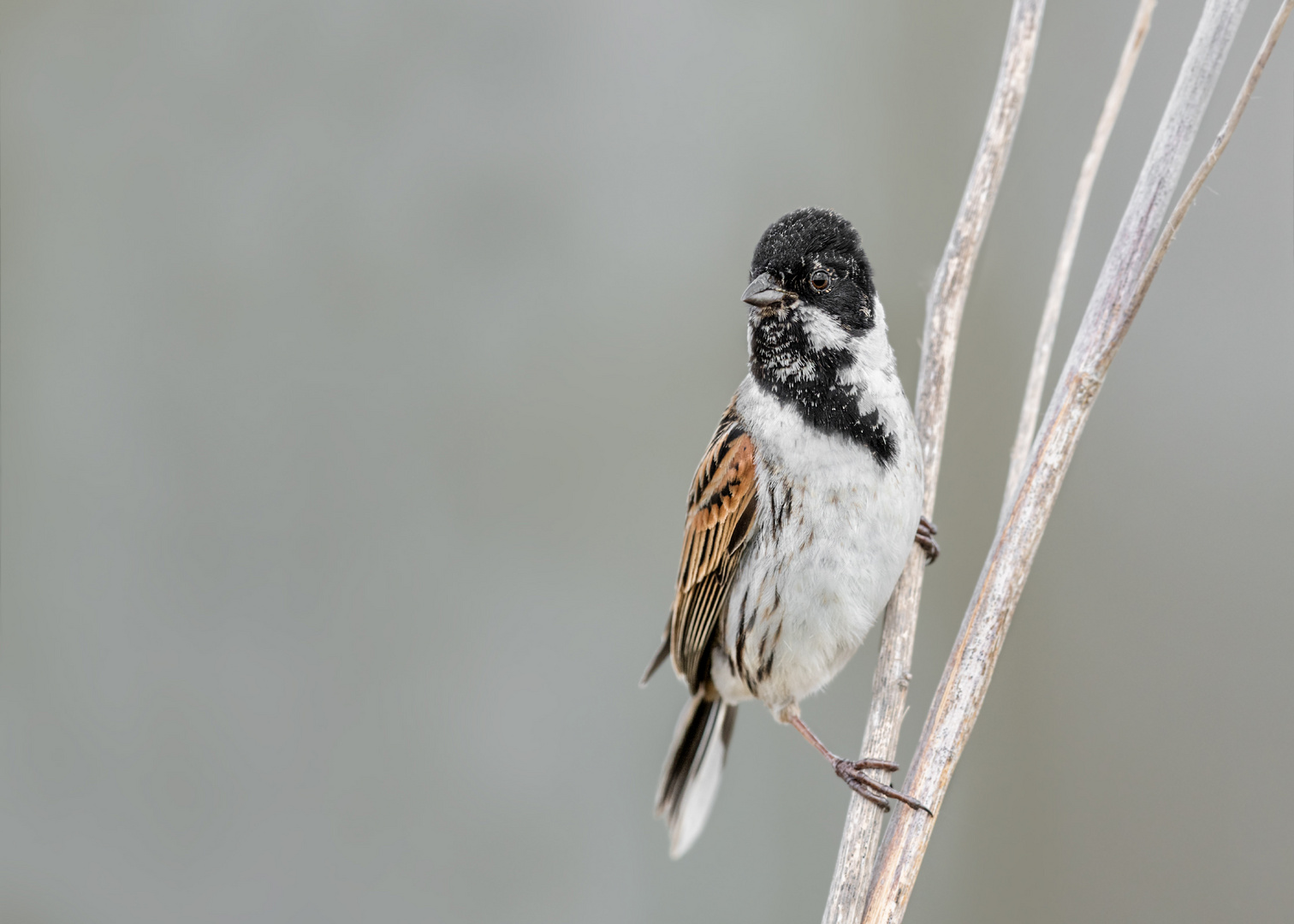 Rohrammer (Emberiza schoeniclus)