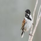 Rohrammer (Emberiza schoeniclus)