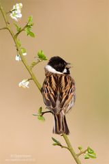 Rohrammer (Emberiza schoeniclus)