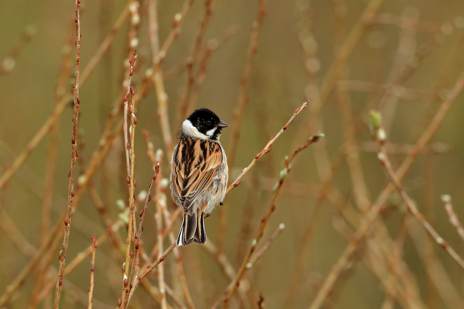 Rohrammer (Emberiza schoeniclus)