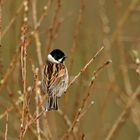 Rohrammer (Emberiza schoeniclus)