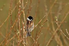 Rohrammer (Emberiza schoeniclus)