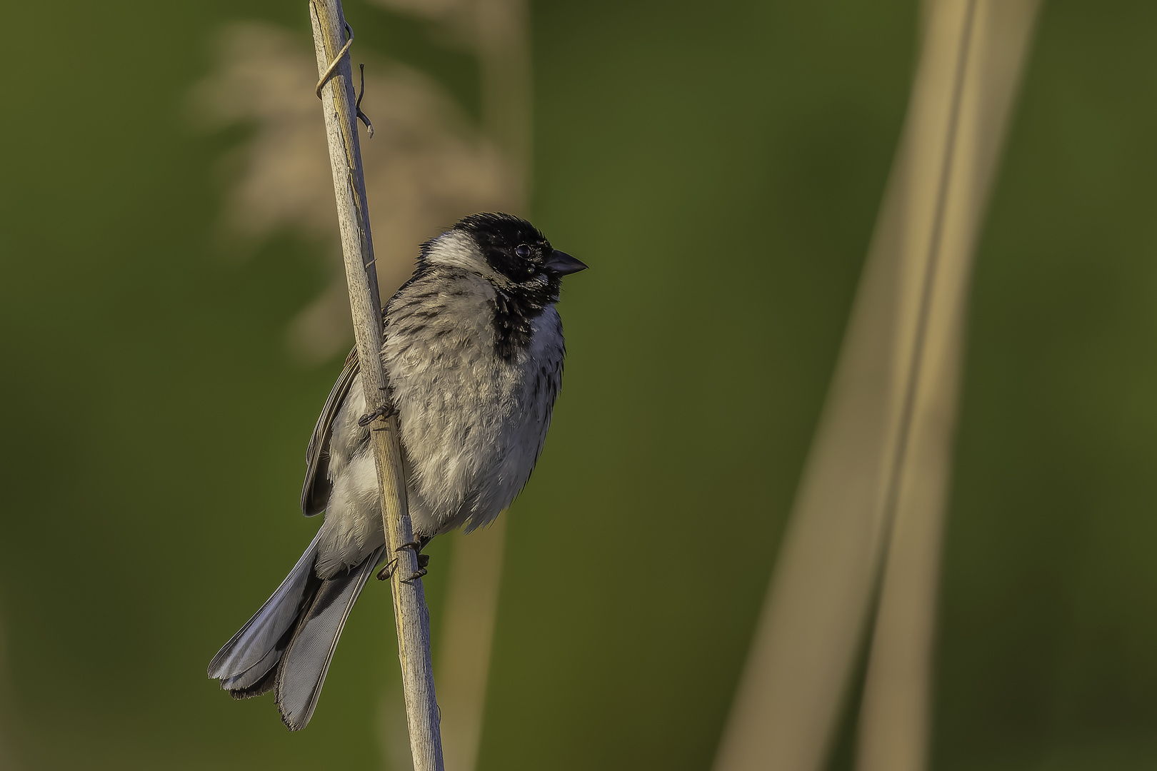 Rohrammer (Emberiza schoeniclus)