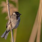 Rohrammer (Emberiza schoeniclus)