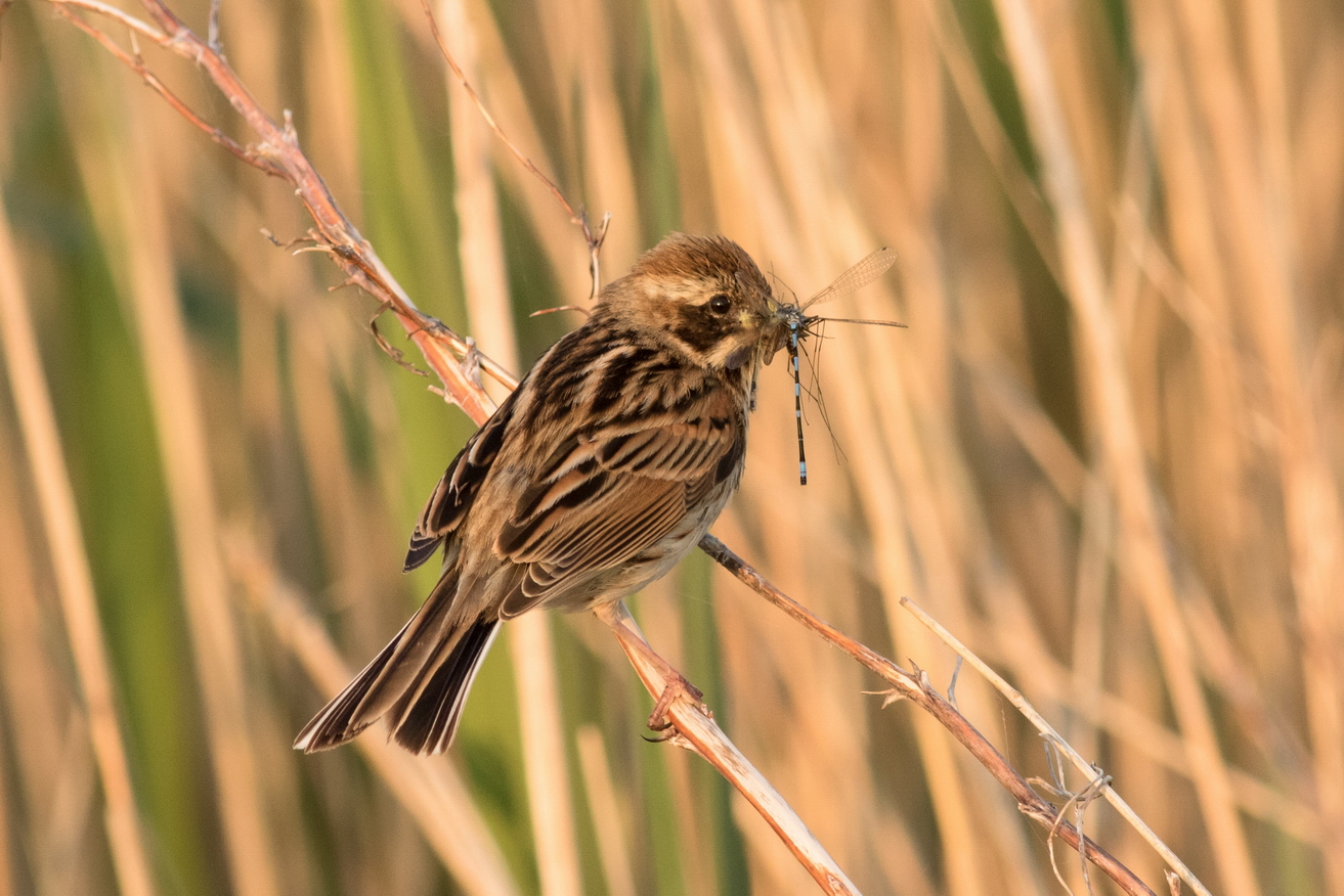 Rohrammer (Emberiza schoeniclus)