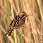 Rohrammer (Emberiza schoeniclus)