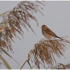 Rohrammer (Emberiza schoeniclus)