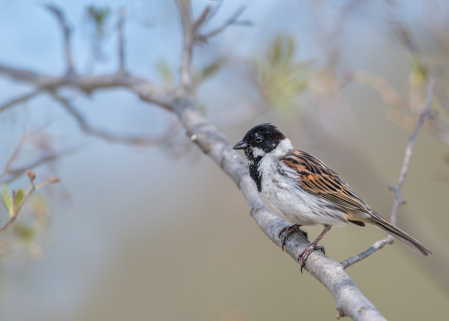 Rohrammer (Emberiza schoeniclus)