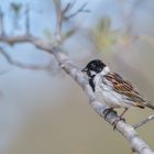 Rohrammer (Emberiza schoeniclus)