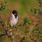 Rohrammer (Emberiza schoeniclus) im frischen Grün