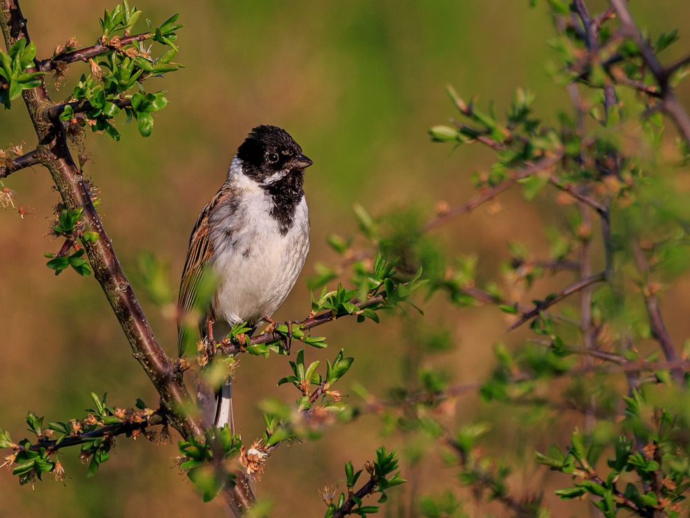 Rohrammer (Emberiza schoeniclus) im frischen Grün