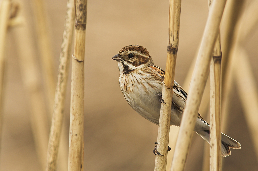 Rohrammer (Emberiza schoeniclus) [K]