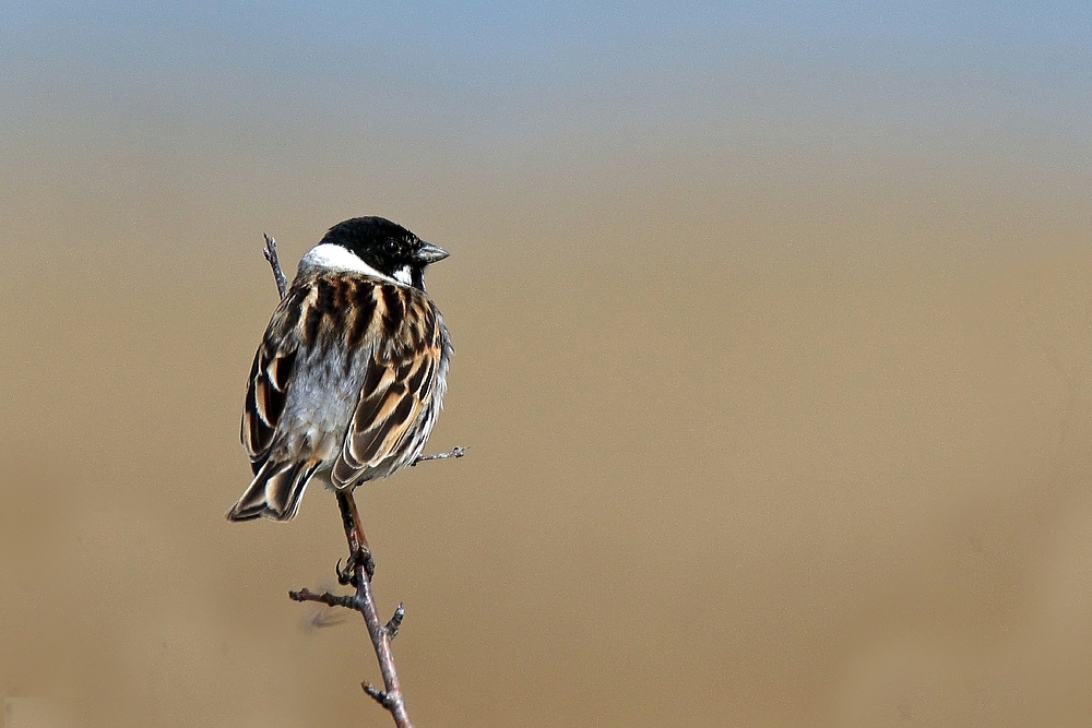 Rohrammer (Emberiza schoeniclus) - Männchen 