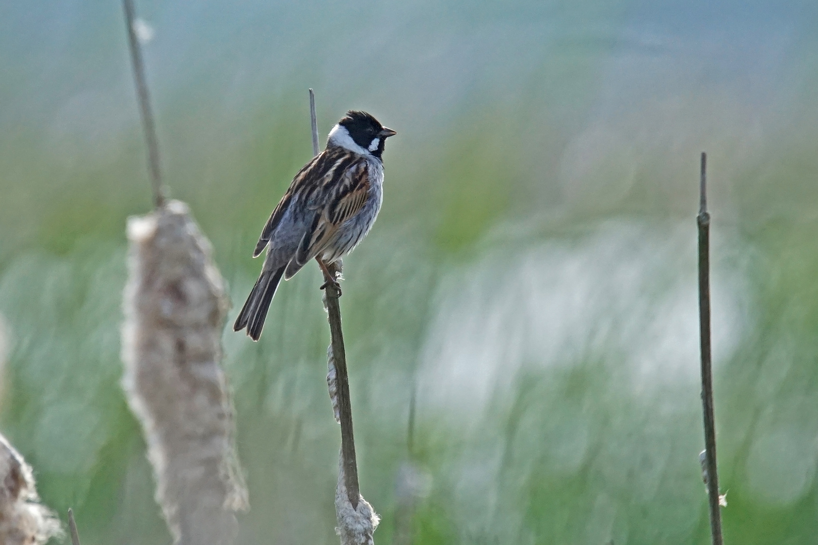 Rohrammer (Emberiza schoeniclus), Männchen