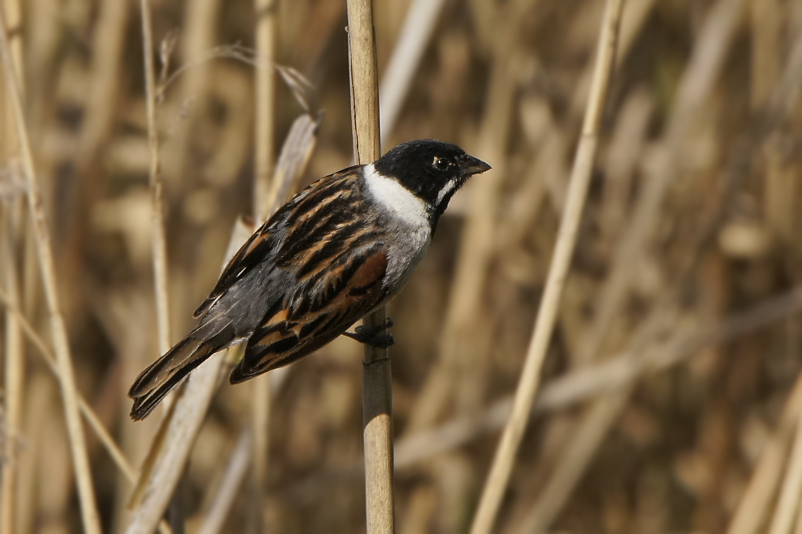 Rohrammer (Emberiza schoeniclus), Männchen