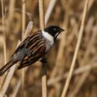 Rohrammer (Emberiza schoeniclus), Männchen