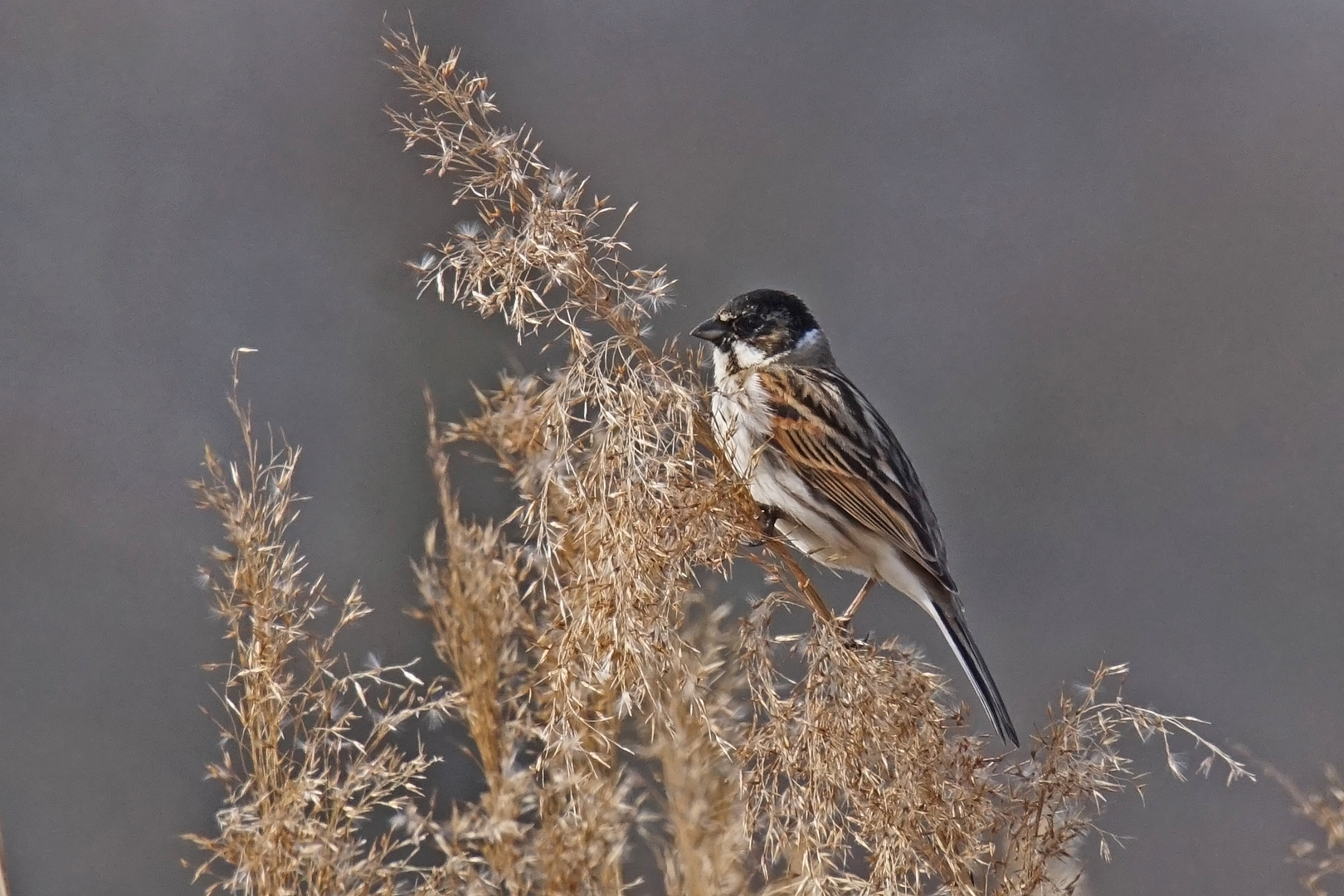 Rohrammer (Emberiza schoeniclus), Männchen