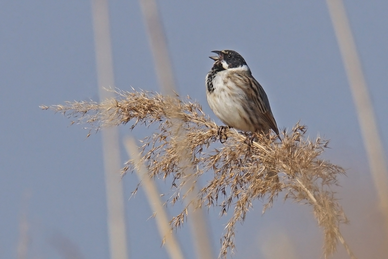 Rohrammer (Emberiza schoeniclus), Männchen