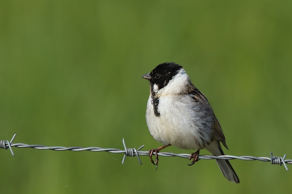 Rohrammer (Emberiza schoeniclus) oder auch Rohrspatz genannt