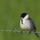 Rohrammer (Emberiza schoeniclus) oder auch Rohrspatz genannt