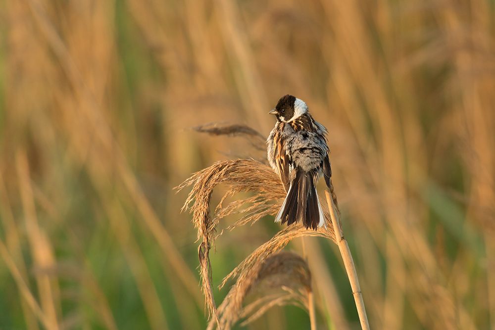 Rohrammer.