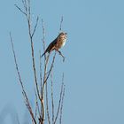 Rohrammer (female)