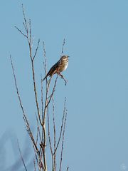 Rohrammer (female)