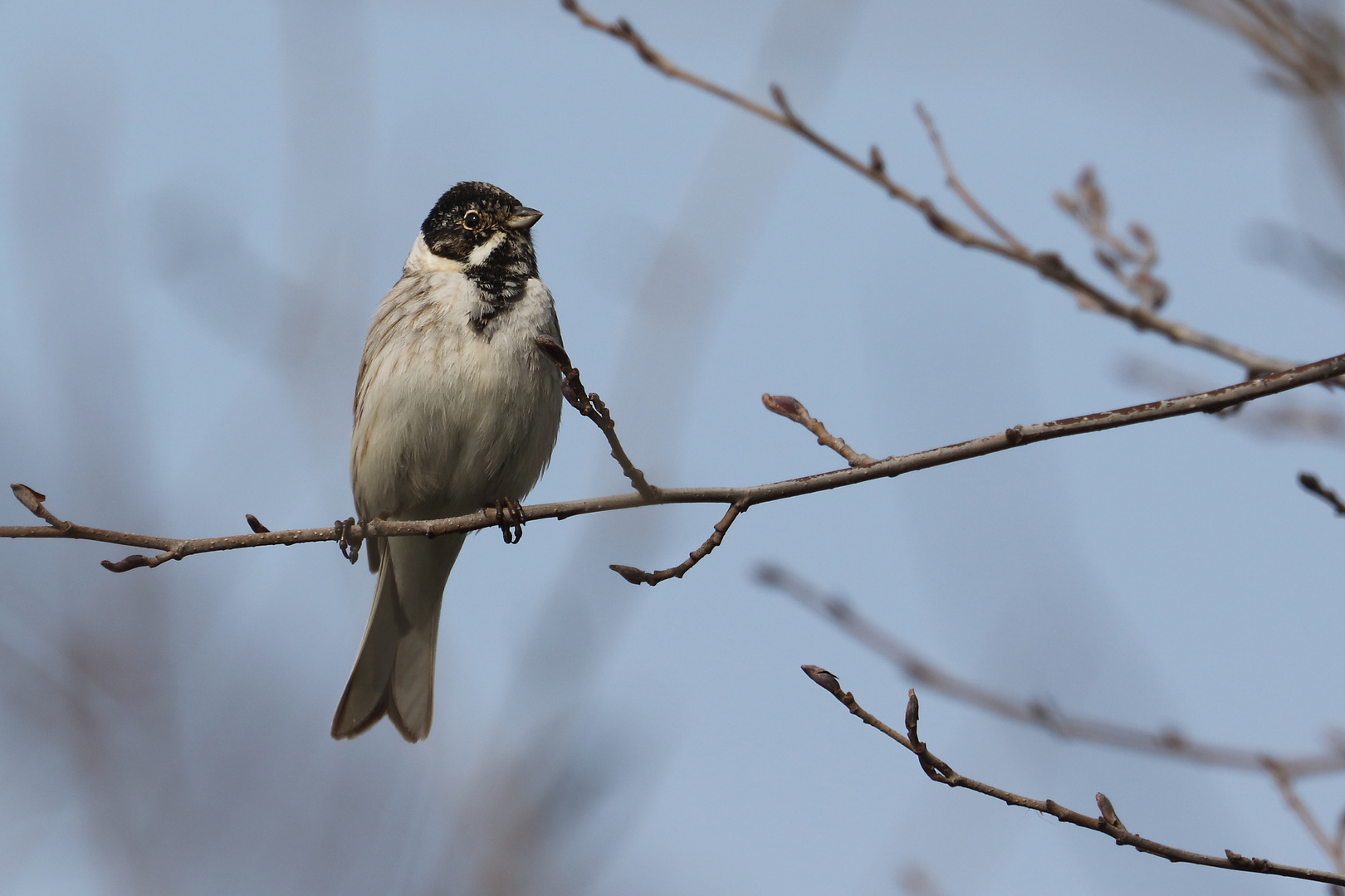 Rohrammer im Fürther Wiesengrund