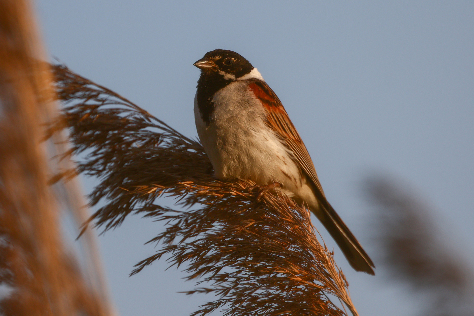 Rohrammer im Morgenlicht