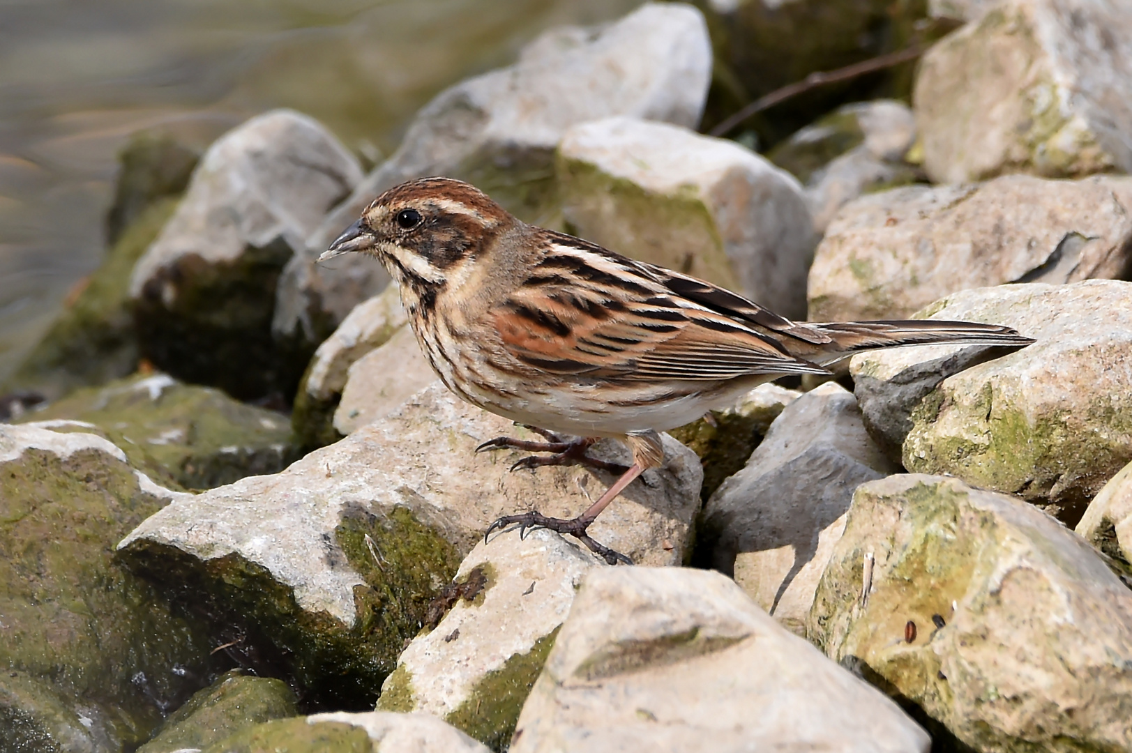 Rohrammer im Profil