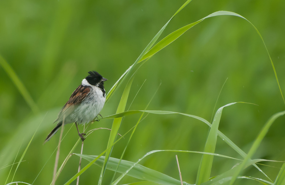 Rohrammer im Schilf