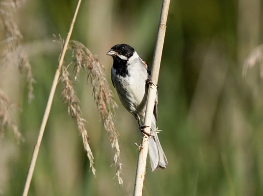 Rohrammer (m) im Schilf