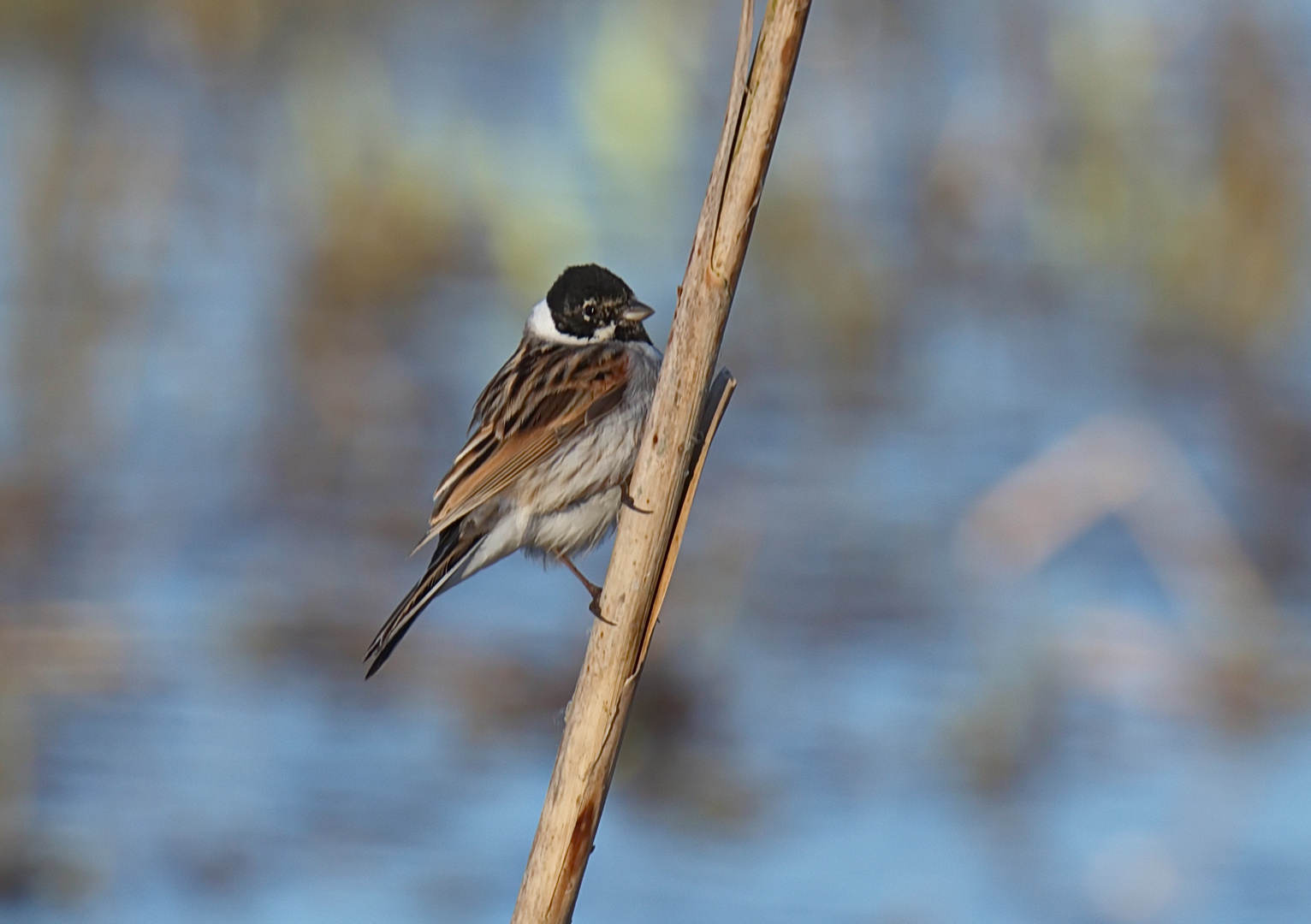 Rohrammer Männchen